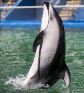 LiÃ­i, a Pacific white-sided dolphin, performs a trick during a training session inside his stadium tank at the Miami Seaquarium on Saturday, July 8, 2023, in Miami. (Matias J. Ocner/Miami Herald/TNS