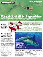 Weekly Science Matters graphic: Large sharks found to frequent water off a large city. TNS