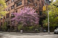 Cherry tree and buildings on the corner of Pierrepont and Henry Streets in Brooklyn Heights in New York on Saturday, April 27, 2024. (Â Richard B. Levine