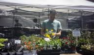 A shopper browses plants in the busy Union Square Greenmarket in New York on Wednesday, May 1, 2024 ( Richard B. Levine
