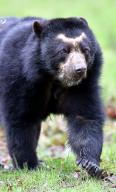 Knowsley Safari Park new breeding pair of Andean Bears which inspired Paddington Bear pictured female Bahia. Thursday 21st March 2024. https:\/\/www.liverpoolecho.co.uk\/whats-on\/whats-on-news\/meet-brand-new-animals-knowsley-28866366