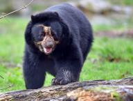 Knowsley Safari Park new breeding pair of Andean Bears which inspired Paddington Bear pictured male bear Chui. Thursday 21st March 2024. https:\/\/www.liverpoolecho.co.uk\/whats-on\/whats-on-news\/meet-brand-new-animals-knowsley-28866366