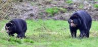 Knowsley Safari Park new breeding pair of Andean Bears which inspired Paddington Bear pictured female Bahia (L) and male bear Chui. Thursday 21st March 2024. https:\/\/www.liverpoolecho.co.uk\/whats-on\/whats-on-news\/meet-brand-new-animals-knowsley