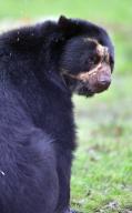 Knowsley Safari Park new breeding pair of Andean Bears which inspired Paddington Bear pictured male bear Chui. Thursday 21st March 2024. https:\/\/www.liverpoolecho.co.uk\/whats-on\/whats-on-news\/meet-brand-new-animals-knowsley-28866366