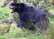 Knowsley Safari Park new breeding pair of Andean Bears which inspired Paddington Bear pictured female Bahia. Thursday 21st March 2024. https:\/\/www.liverpoolecho.co.uk\/whats-on\/whats-on-news\/meet-brand-new-animals-knowsley-28866366