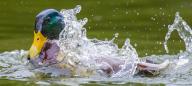 WEATHER: Storm Jocelyn does not deter this mallard from splashing about in the River Avon near Keynsham, Tuesday 23 January 2024, as Bristol braces for heavy wind and rain as the tenth named storm of the season moves through the west country