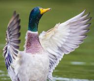 WEATHER: Storm Jocelyn does not deter this mallard from splashing about in the River Avon near Keynsham, Tuesday 23 January 2024, as Bristol braces for heavy wind and rain as the tenth named storm of the season moves through the west country