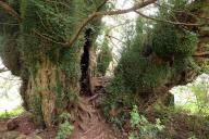 The Defynnog Yew, an ancient yew tree ( around 3000 years old) in the churchyard of St Cynog