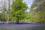 After a wet spring, bluebells hit their peak just in time for the first day of the annual Bluebell Festival at Enys Gardens near Falmouth on Saturday, May 4.After a wet spring, bluebells hit their peak just in time for the first day of the annual 