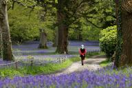 After a wet spring, bluebells hit their peak just in time for the first day of the annual Bluebell Festival at Enys Gardens near Falmouth on Saturday, May 4.After a wet spring, bluebells hit their peak just in time for the first day of the annual 