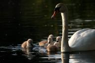 Baby cygnets in Taylor Park, St Helens. 9th May 2024