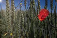 Red poppy (lat. Papaver rhoeas) is seen in the wheat field in Osijek, Croatia, on April 29, 2024. Photo: Davor Javorovic/PIXSELL