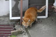 DNIPRO, UKRAINE - MAY 15, 2024 - A ginger cat is pictured at a house damaged by the falling debris of a Russian rocket, Dnipro, central Ukraine. (Mykola Miakshykov/Ukrinform / Polaris