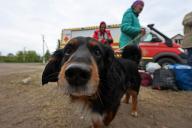KHARKIV REGION, UKRAINE - MAY 17, 2024 - A dog looks at the camera during the evacuation from Vovchansk which is under constant Russian shelling, Kharkiv region, northeastern Ukraine. (Ukrinform/POLARIS
