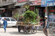 QUETTA, PAKISTAN, APR 26: Street vendor sells plants to earn his livelihood for support his family, in Quetta on Friday, April 26, 2024. (Sami Khan\/PPI Images