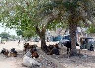 KARACHI, PAKISTAN, MAY 04: Cows sit under the shadow of trees to beat the heat of scorching sun during hot day of summer, at a footpath located on Korangi area in Karachi on Saturday, May 4, 2024. (Bahzad Khan\/PPI Images
