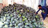 NAUNDERO, PAKISTAN, MAY 05: Watermelons are being selling at Saddar Kalar Chowk as demand of watermelons fruits increased in city during hot summer season, in Naundero on Sunday, May 5, 2024. (Samad Jamal\/PPI Images
