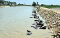DADU, PAKISTAN, MAY 16: Buffaloes are bathing into Canal to beat the heat of scorching sun during hot weather of summer season, in Dadu on Thursday, May 16, 2024. (Samad Jamal/PPI Images
