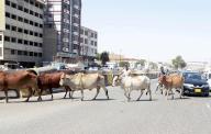 KARACHI, PAKISTAN, MAY 16: Cows are passing through a road create hurdle in normal flow of traffic, showing the negligence of concerned department, near Old Vegetable Market area at University road in Karachi on Thursday, May 16, 2024. (S.Imran Ali/PPI Images