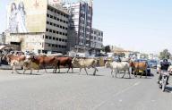 KARACHI, PAKISTAN, MAY 16: Cows are passing through a road create hurdle in normal flow of traffic, showing the negligence of concerned department, near Old Vegetable Market area at University road in Karachi on Thursday, May 16, 2024. (S.Imran Ali/PPI Images