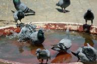 KARACHI, PAKISTAN, MAY 18: Pigeons drinking water and take bath to beat the heat at a water pond during a hot day of summer season at a greenbelt in Karachi on Saturday, May 18, 2024. (Bahzad Khan/PPI Images