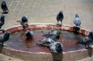 KARACHI, PAKISTAN, MAY 18: Pigeons drinking water and take bath to beat the heat at a water pond during a hot day of summer season at a greenbelt in Karachi on Saturday, May 18, 2024. (Bahzad Khan/PPI Images