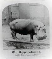 Historical black and white photo of Obaysch the Hippopotamus, circa 1870\'s. The first hippo in Eu since Roman times. The conservation charity behind London Zoo and Whipsnade Zoo is launching History Hive: a public appeal for memories and