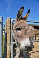 Donkeys at the sanctuary out in the warm sunshine. Island Farm is a registered charity based at Brightwell-cum-Sotwell, Nr. Wallingford. The first donkeys arrived in the late Eighties and this initial rescue work was privately funded In 1997 the