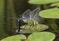 Emperor Dragonfly (Anax imperator) female laying eggs in garden pond, East Sussex, UK. July, Credit:Avalon