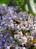 Flies explore the ceanothus flowers in the sunshine, Credit:Geoffrey Swaine / Avalon