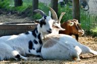 Pygmy goats laze in the mornings sunshine., Credit:Geoffrey Swaine / Avalon