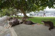 A group of smooth-coated otters (Lutrogale perspicillata) from the Bishan family, plays on the grass patch next to the F1 Pit Building, Singapore