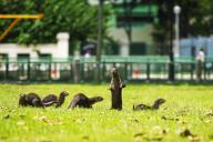 A smooth-coated otter (Lutrogale perspicillata) from the Marina family, stands on its hind legs to check the surrounding in a field at a public housing estate in Indus, Singapore