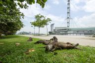 A group of smooth-coated otters (Lutrogale perspicillata) from the Bishan family, plays on the grass patch next to the F1 Pit Building, Singapore