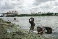 A group of smooth-coated otters (Lutrogale perspicillata) from the Bishan family, feeds on the banks of Marina Bay, Singapore