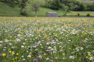 Hay and wildflower meadows near Muker, Swaledale, Yorkshire Dales National Park, Yorkshire, England, United Kingdom, Europe