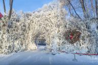 Frozen tree, Snow Sculpture Festival, Harbin, Heilongjiang, China, Asia
