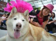 Isabelle Ho and her dog Molly in fancy dress await dog whisperer Cesar Millan
