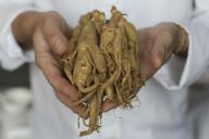 Ginseng, one of the ingredients used by the chef of Cuisine Cuisine Edwin Tang Ho-wang at the restaurant at Mira Hotel in Tsim Sha Tsui. 12APR24 SCMP \/ Xiaomei