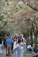 (240426) -- ANKARA, April 26, 2024 (Xinhua) -- A woman takes photos under cherry blossoms in Ankara, TÃÂ¼rkiye, on April 26, 2024. (Mustafa Kaya\/Handout via Xinhua) - Mustafa Kaya -\/\/CHINENOUVELLE_CHINENOUVELLE0313\/Credit:CHINE NOUVELLE\/SIPA