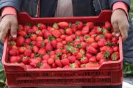 Tunisian farmers harvest strawberries in a strawberry field in Korba, in the Nabeul region in Tunis, on April 26,2024.The strawberry harvest in the Nabeul region, which accounts for around 90% of national production, is expected to reach 20,000 tonnes this season, compared with 16,000 tonnes last season. Mohamed Hammi\/Sipa Press\/\/HAMMI_HAMMI0402\/Credit:MOHAMED HAMMI\/SIPA