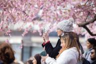 (240429) -- STOCKHOLM, April 29, 2024 (Xinhua) -- People spend their time under cherry blossoms in Stockholm, Sweden, on April 28, 2024. (Photo by Wei Xuechao\/Xinhua) - Wei Xuechao -\/\/CHINENOUVELLE_CHINE0068\/Credit:CHINE NOUVELLE\/SIPA
