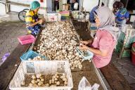 (240504) -- YOGYAKARTA, May 4, 2024 (Xinhua) -- Farmers sort out newly harvested mushroom at a mushroom cultivation facility in Sleman, Yogyakarta, Indonesia, May 4, 2024. (Photo by Agung Supriyanto\/Xinhua) - Agung Supriyanto -\/\/CHINENOUVELLE_XxjpbeE007447_20240504_PEPFN0A001\/Credit:CHINE NOUVELLE\/SIPA