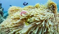 (240521) -- SANYA(HAINAN), May 21, 2024 (Xinhua) -- Sea anemones and a clownfish are pictured in the Wuzhizhou Island