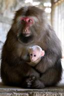 (240521) -- HUANGSHAN, May 21, 2024 (Xinhua) -- Huangshan stump-tailed macaques are pictured in Fuxi Village of Tangkou Township in Huangshan, east China