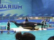 File photo of Lolita, the killer whale, also known as Tokitae, will be freed after being in captivity for more than 53 years. The killer whale will return to its natural habitat of the Pacific Northwest, after performing at a Miami tourist attraction for decades.Taken from her mother and her seven siblings at age four, Lolita arrived at the Miami Seaquarium for a fee of just 5,500 in 1970. Miami, Fl, USA in July 2012. Photo by Christophe Geyres/Abaca/Sipa