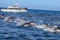 The whale-watching ship "The Sea Wolf II" brings customers to watch a pod of Pacific white-sided dolphin (Lagenorhynchus obliquidens) at the Monterey Bay section of the Pacific Ocean near Moss Landing. (Photo by Gabe Ginsberg \/ SOPA Images\/Sipa USA
