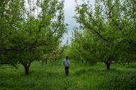 A Kashmiri farmer walks through an apple orchard after the rainfall in the outskirts of Srinagar. The local Meteorological department has predicted light to moderate rain and snow over Jammu and Kashmir in coming days. Farmers across the region have been advised to suspend farm operations once weather conditions improve. Rains and hailstorms in Jammu and Kashmir cause concern among many people, notably farmers and orchardists in the valley, due to the region\'s changing weather patterns. (Photo by Faisal Bashir \/ SOPA Images\/Sipa USA