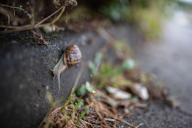 The land snail (Cornu aspersum.), which usually appears after the rain, was spotted among the greenery on the roadside. (Photo by Onur Dogman \/ SOPA Images\/Sipa USA