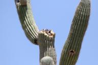 An aged Saguaro has the top quarter section and a few arms fall off from its location in Mesa, Arizona on April 3, 2024. Arizona\'s iconic Saguaros have a tolerance limit from draught and heat exposure. The record high and prolonged heat waves that happened during 2020 and 2023 are taking their toll causing the arms to fall off, structural collapse, and difficulty to thrive. (Photo By: Alexandra Buxbaum\/Sipa USA